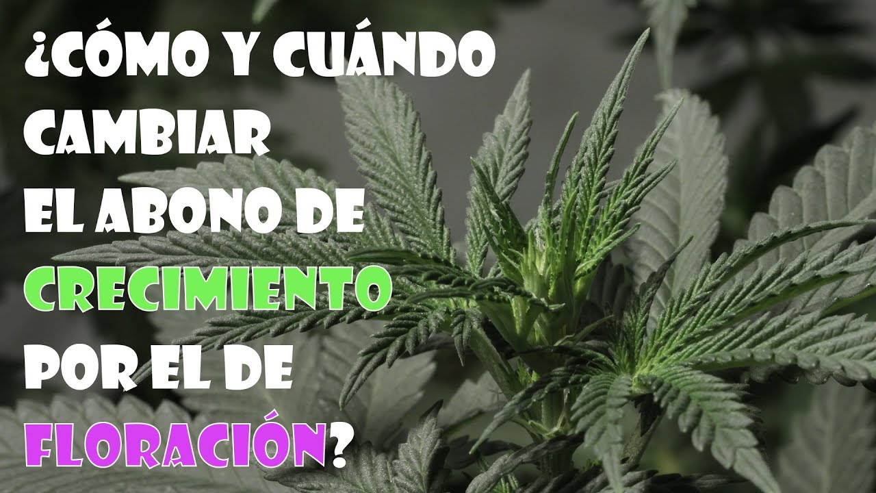 &iquest;C&oacute;mo y cu&aacute;ndo cambiar el abono de CRECIMIENTO por el de FLORACI&Oacute;N al CANNABIS? TOP CULTIVO 47