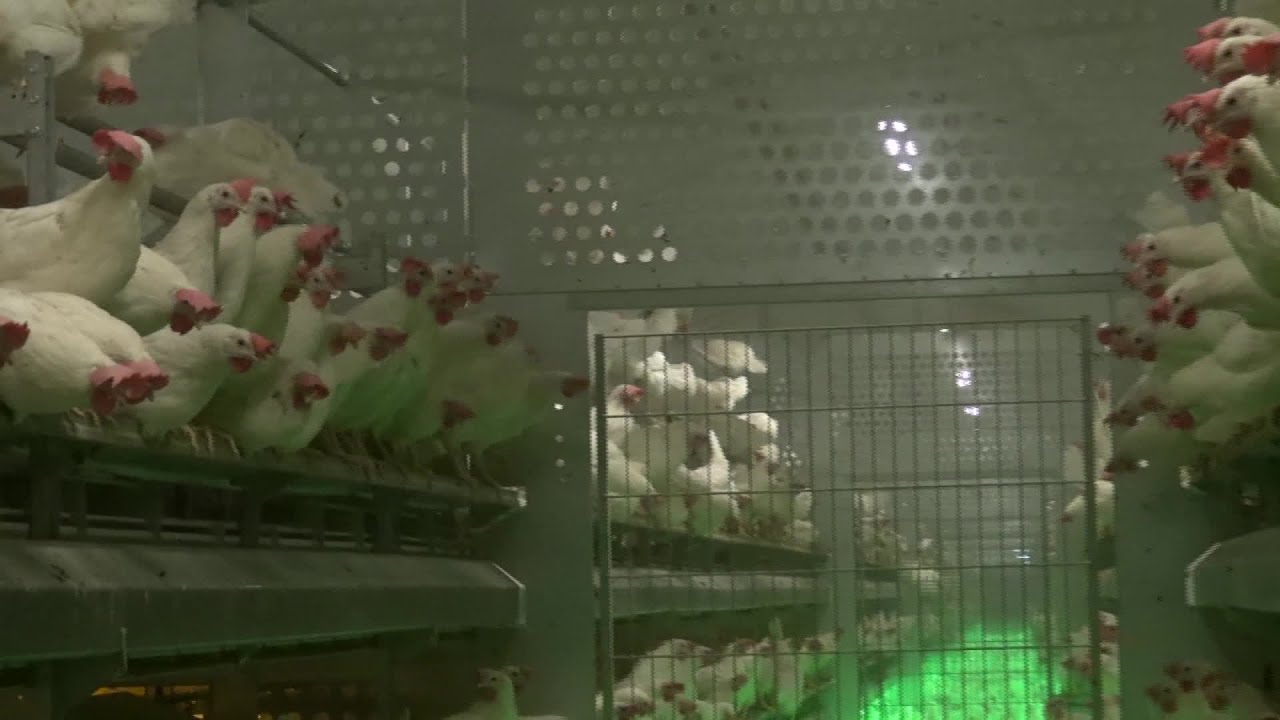 Etekin is het enige bedrijf in de wereld dat gegarandeerd ziektekiemvrije mestkorrels produceert