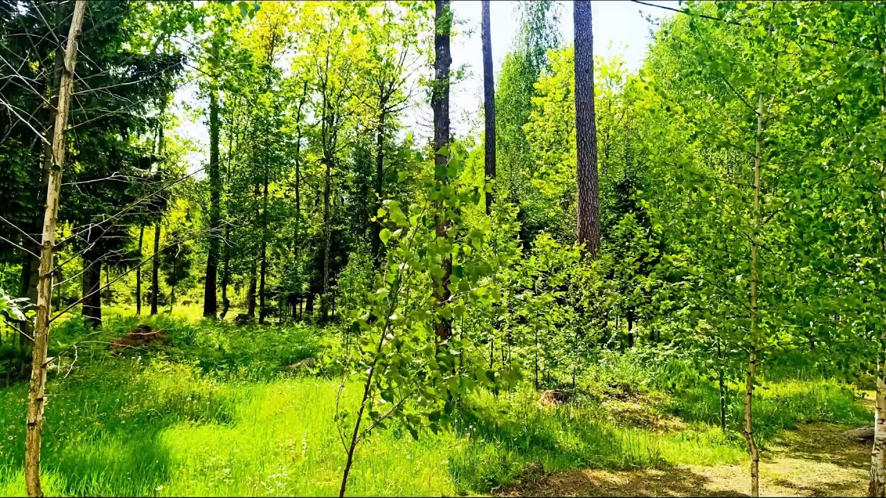 Целебное пение птиц. Крепкое здоровье благодаря звукам природы.