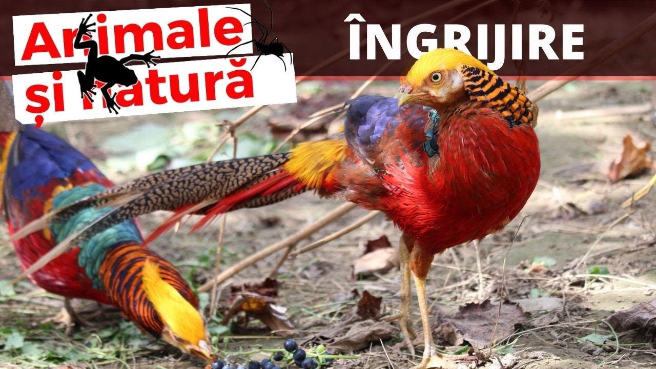 Fazani auriu pe rosu si diamant  - ingrijire, voliera, hrana, inmultire