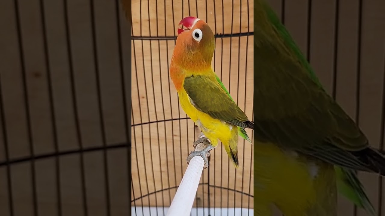 LOVE BIRD PAUD FIGHTER WARNA EWING GREEN CALON DURASI PANJANG