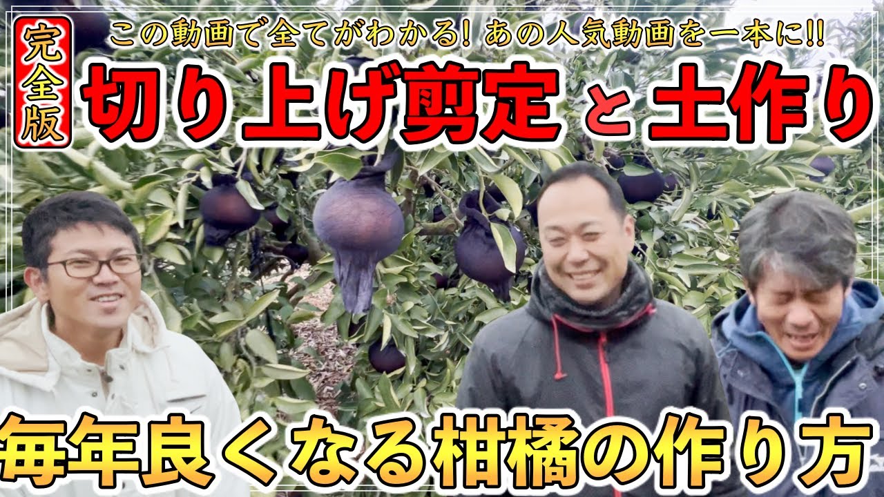 【完全版】柑橘のベテラン栽培者から習う「切り上げ剪定」と「土作り」！毎年美味しくなる柑橘の育て方に超感動した！【長崎県 小林さん&守さん】