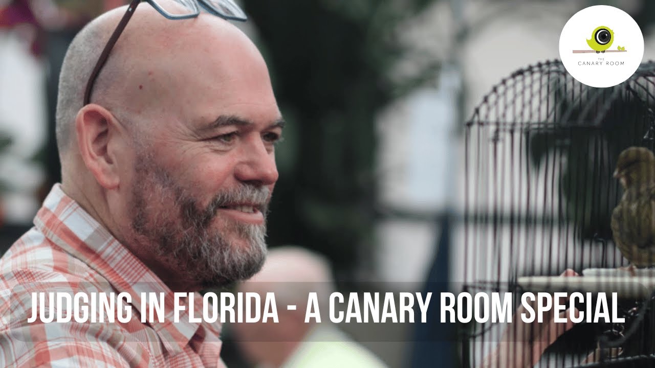 Judging Canaries in Florida - A Canary Room Special