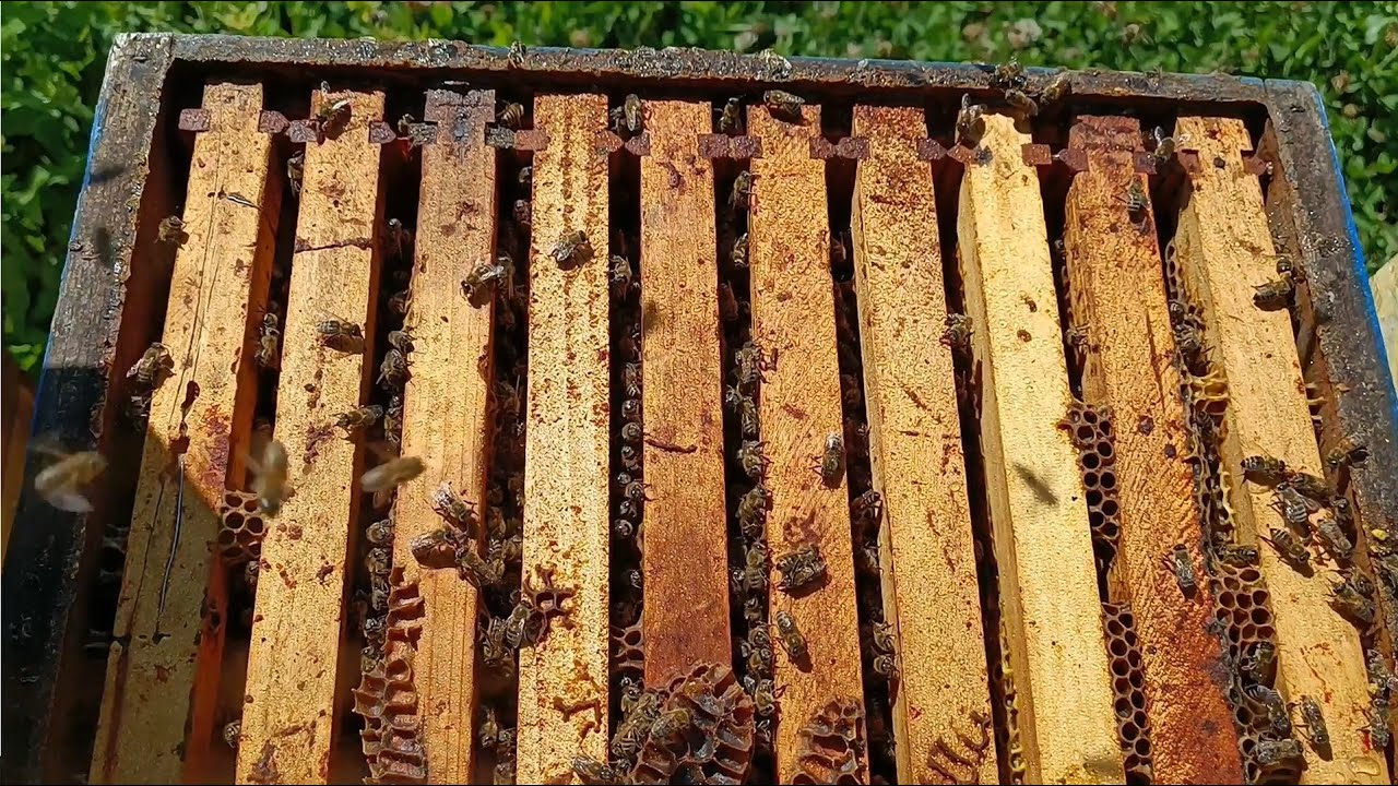 Pregled pčela, uzimljavanje pčela i ostavljanje meda za zimu