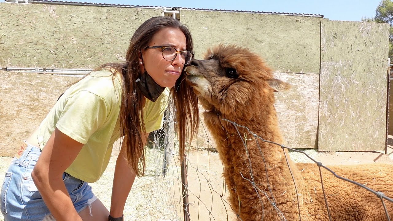 Alpaca Kisses!!!!