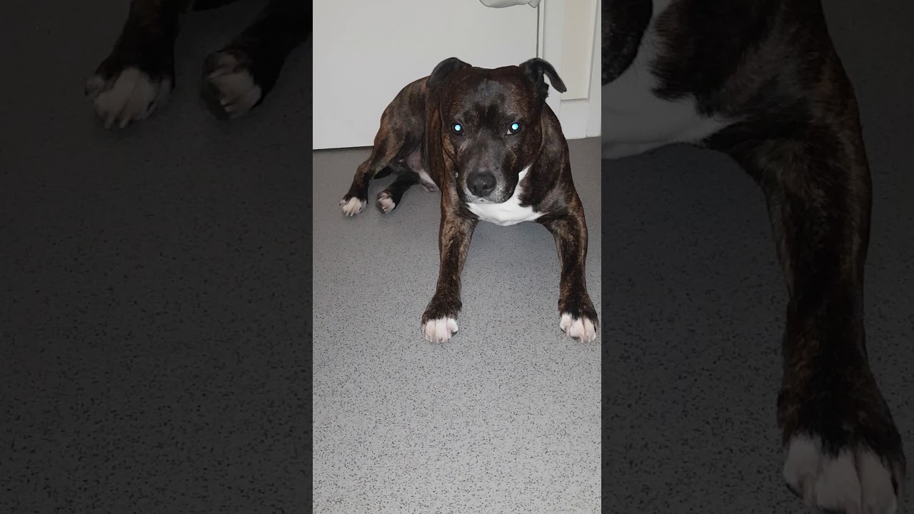 DOG TERRIFIED SHAKING BECAUSE OF FIREWORKS 