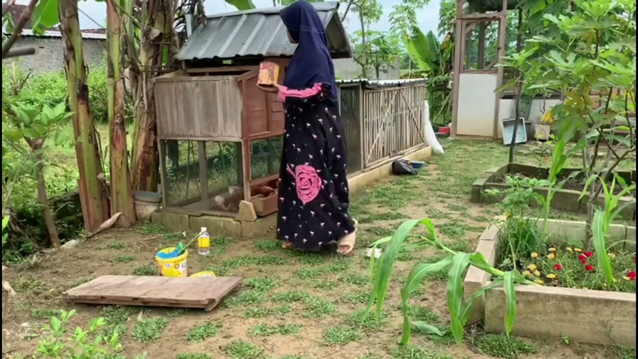 Berkebun di belakang rumah sambil ternak ayam selalu semangat dan happy hasilnya memuaskan 