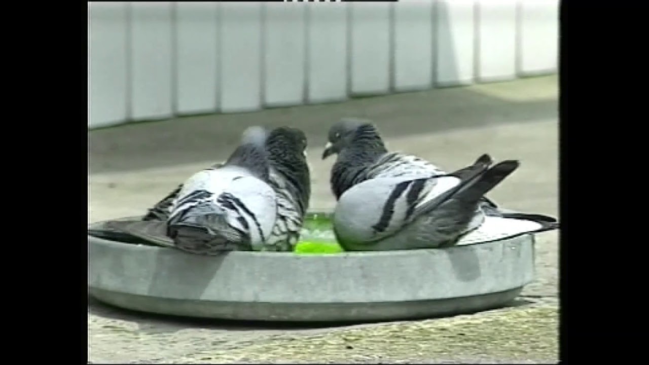Karel Meulemans - chluba i blask Arendonk.