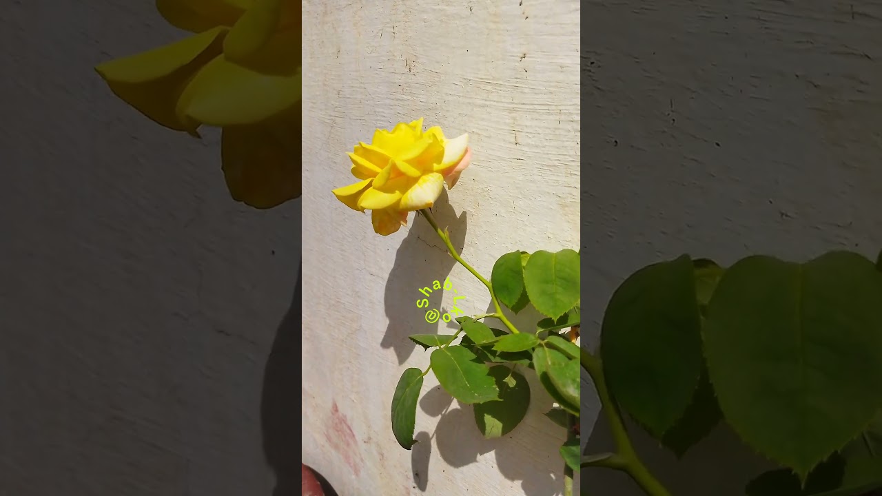 Smiling Rose | @ShabLko