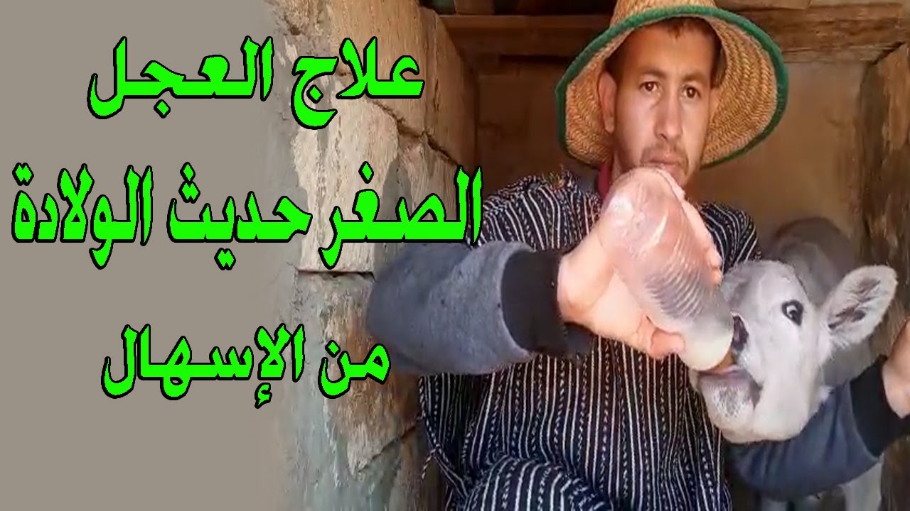علاج العجل الصغر حديث الولادة من الإسهال