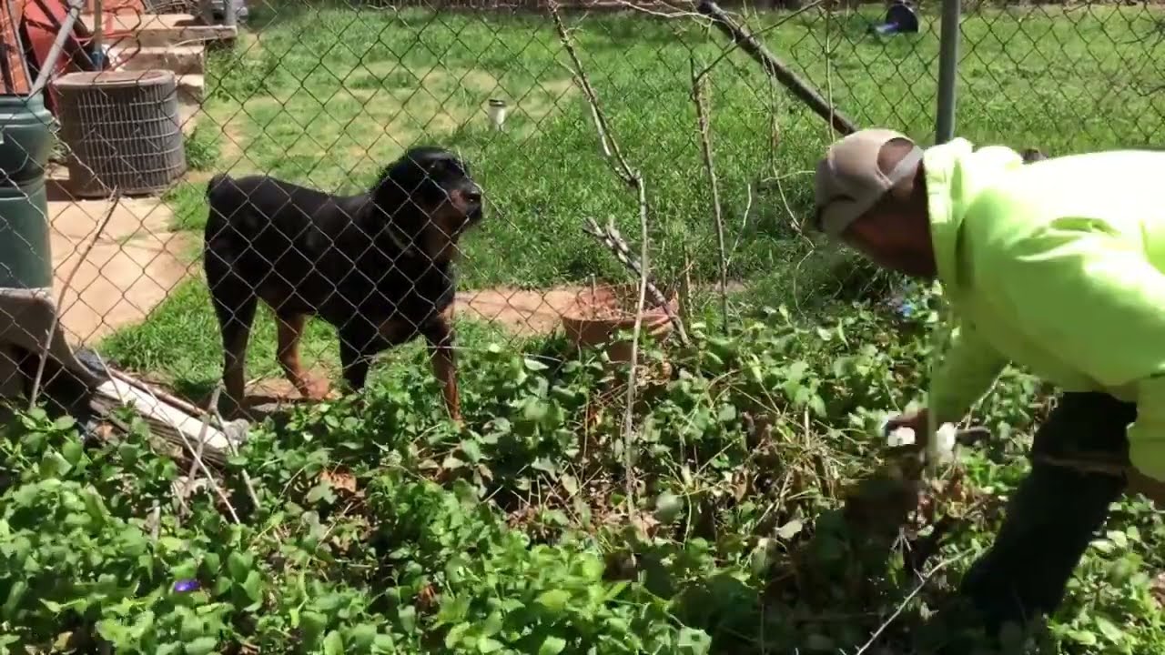 Free backyard transformation for disabled elderly customer