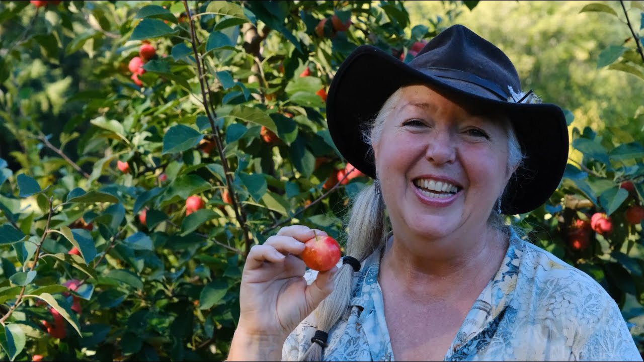 Raintree Nursery Fruit Feature: Hewe's Virginia Crabapple!