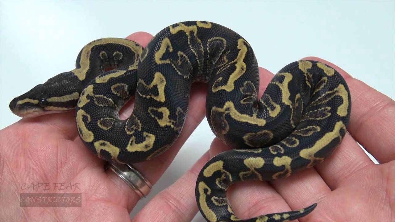 Ball Python Clutch GHI x Yellow Belly!