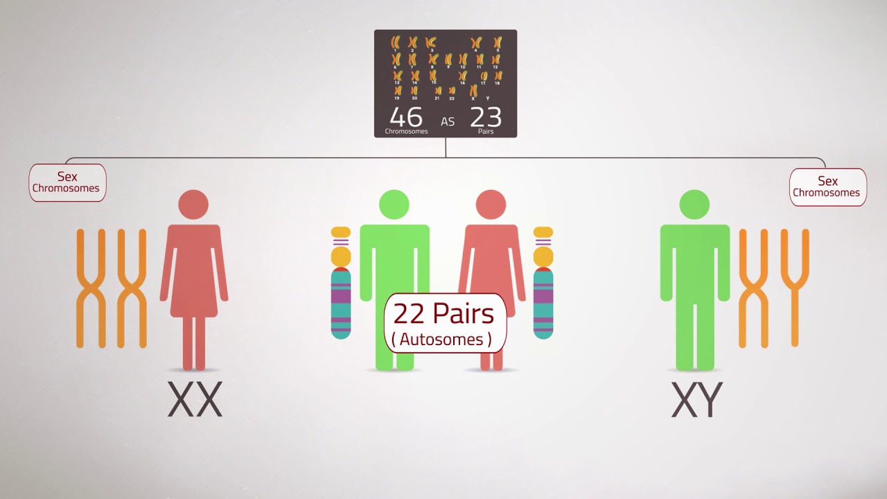 Everything you Need to Know:Chromosome Analysis (Karyotyping)