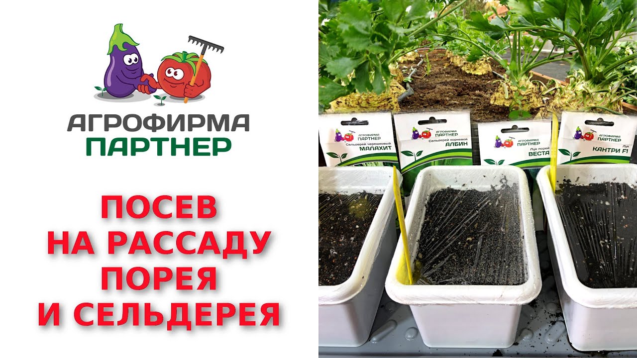 ПОСЕВ НА РАССАДУ ПОРЕЯ И СЕЛЬДЕРЕЯ
