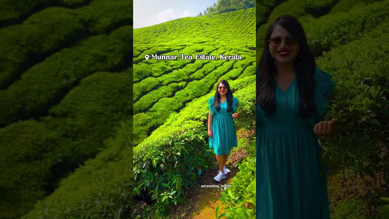 Munnar tea plantations #munnar #munnarhillstation  #kerala #keralatourism #indiatravel