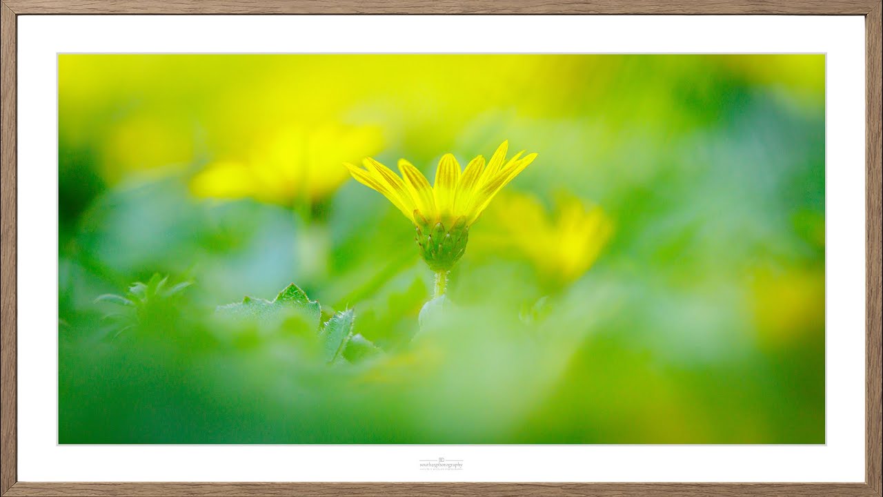 Framed Wildflower | TV Decor in 4K | 3 Hours