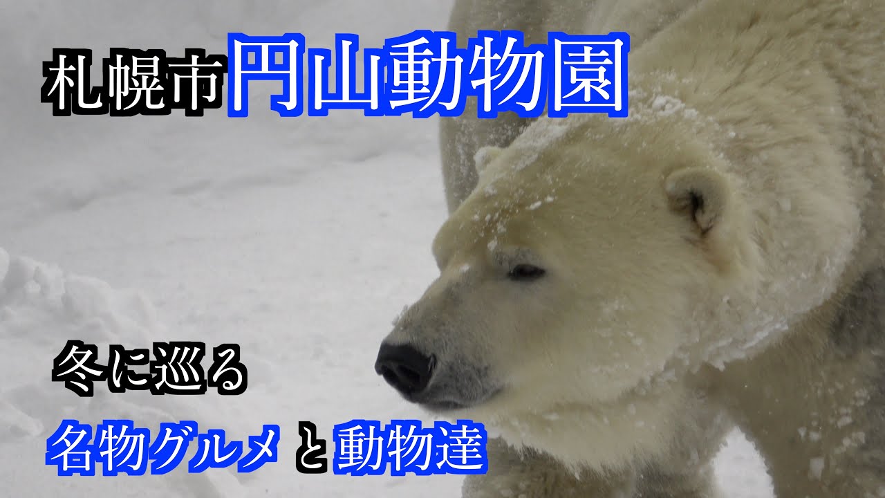 【冬の札幌円山動物園】雪の中で見る魅力溢れる動物達と園内グルメ #北海道 #北海道旅行 #札幌