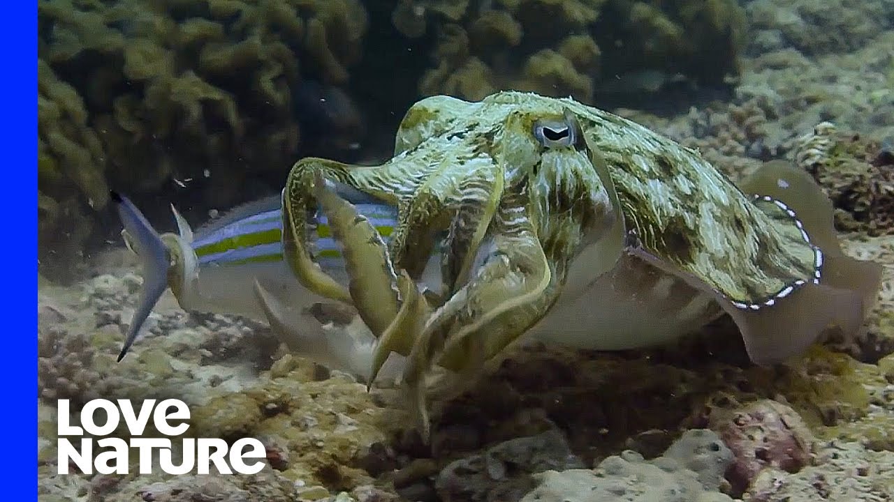 Cuttlefish Waits for the Perfect Moment to Fire out Its Tentacles at Prey