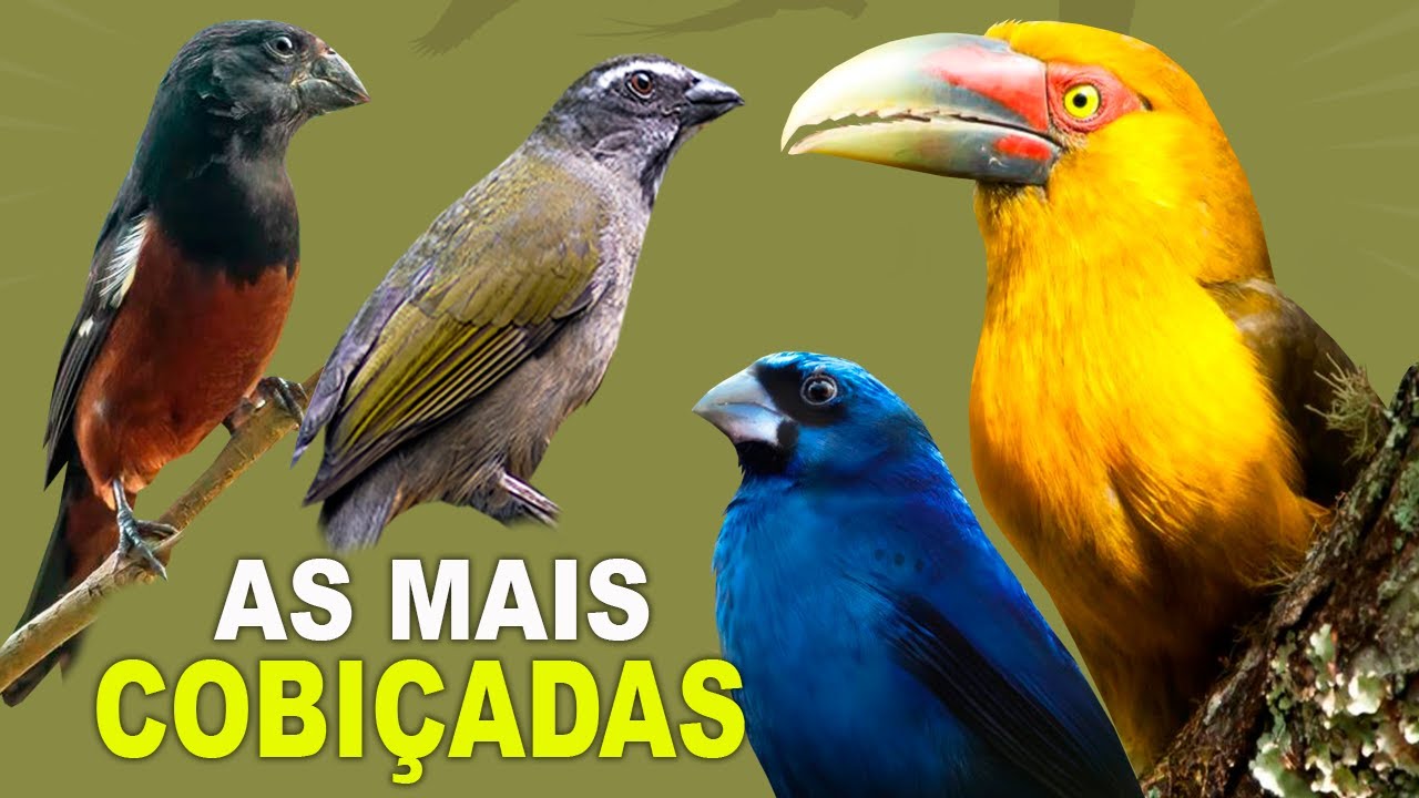 8 AVES MAIS COBIÇADAS PELOS CRIADORES