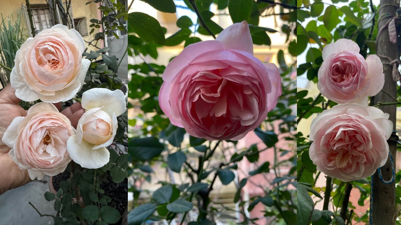 David Austin Rose Heritage | A Beautiful and Fragrant