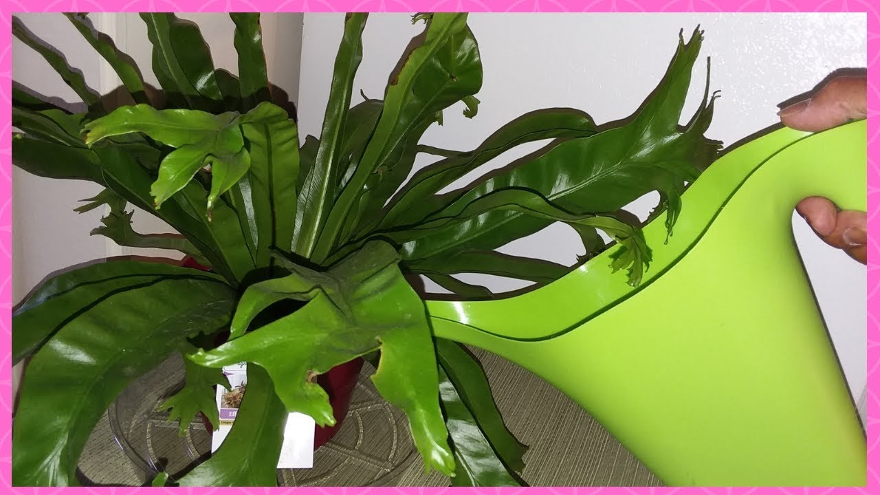 Bird's Nest Fern Care Tips | Crested Japanese Birds Nest Fern (Asplenium Nidus)