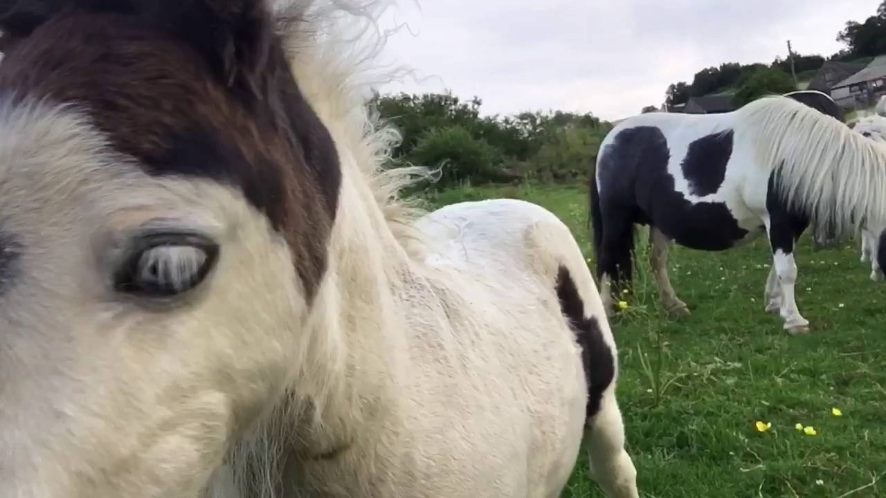 Foals Playing
