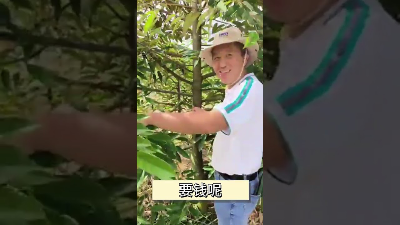 榴莲种植小技巧，榴莲这样修枝，让榴莲大丰收！