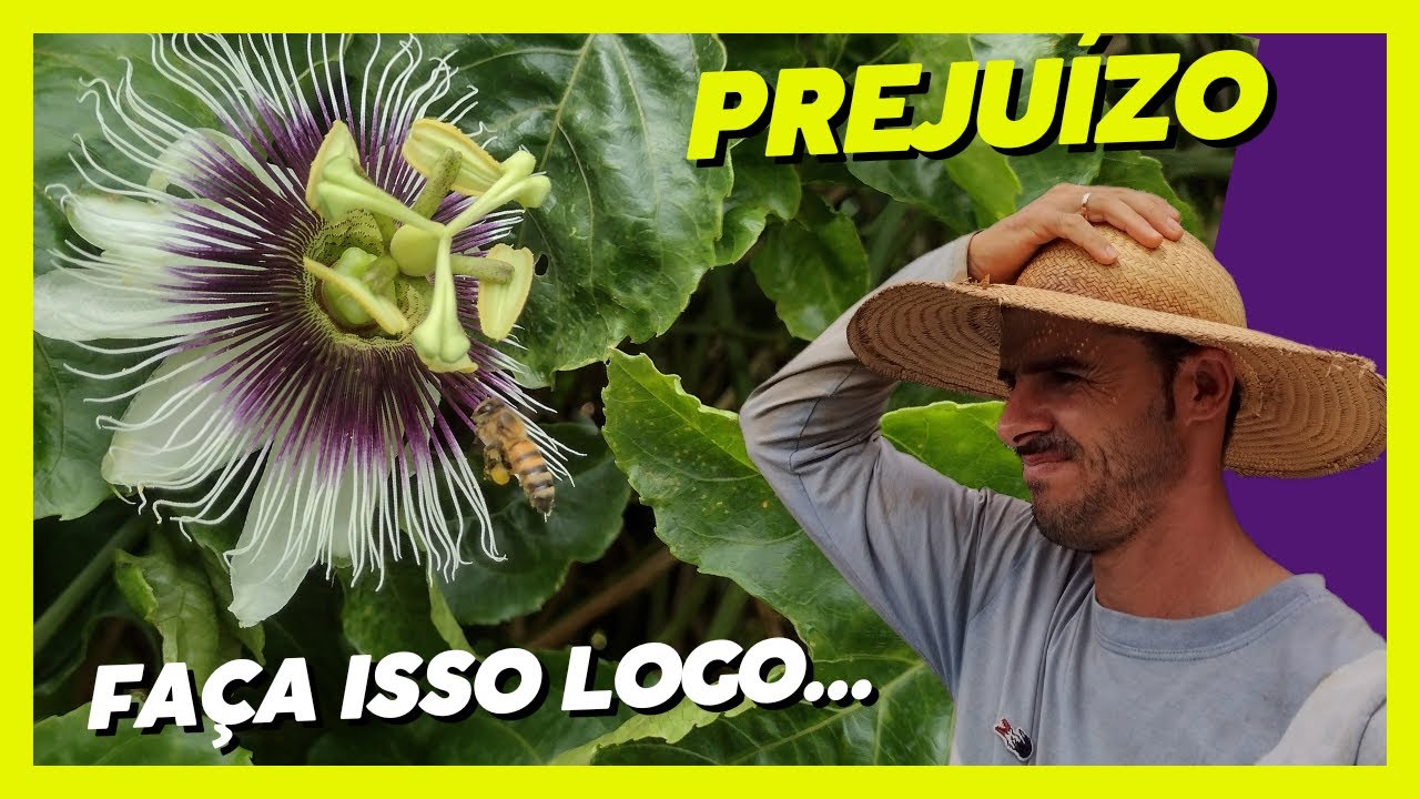Se você não controlar as Abelhas na Florada você NÃO vai Lucrar com MARACUJÁ 🍋