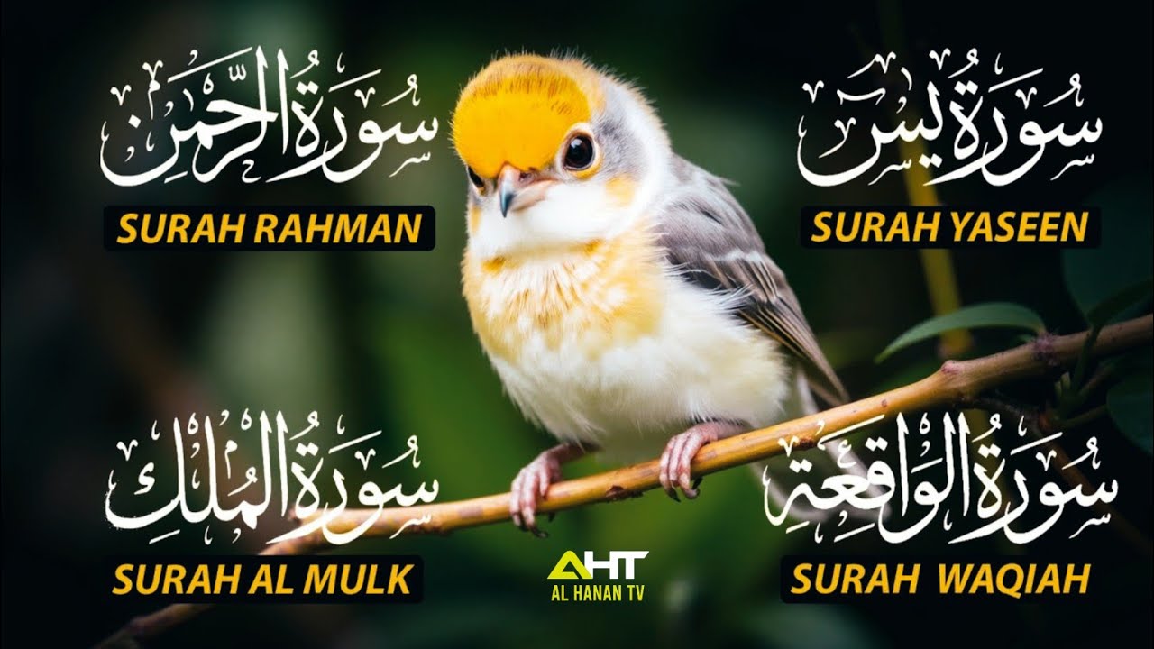 Magical Recitation Surah Yaseen (Yasin) | Surah Rahman | Surah Waqiah | Surah Mulk