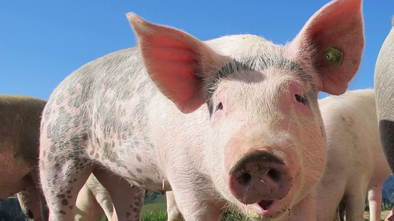 Animals and Their Sounds 🦁🐷| Educational Video for Kids
