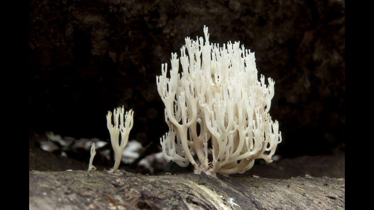 Ramariopsis kunzei