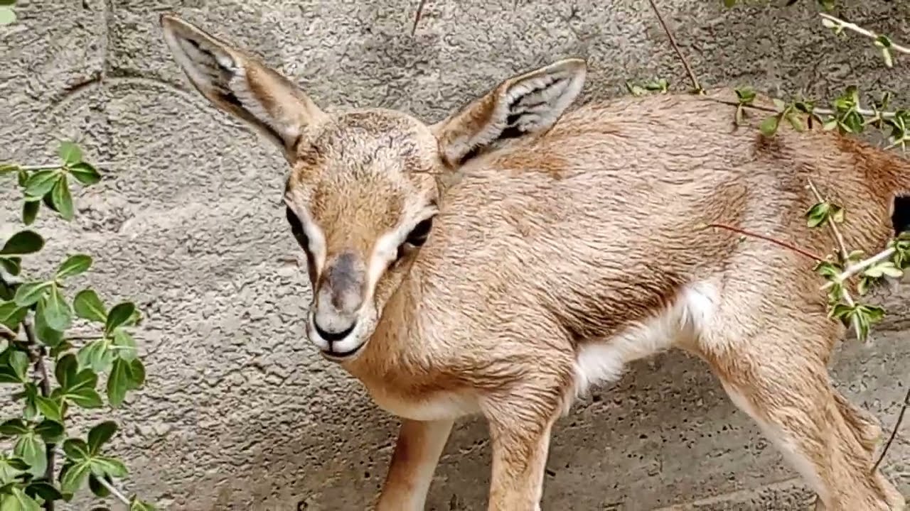 وصلت الانثى ولكنها صغيره غزاله في قمة الروعه