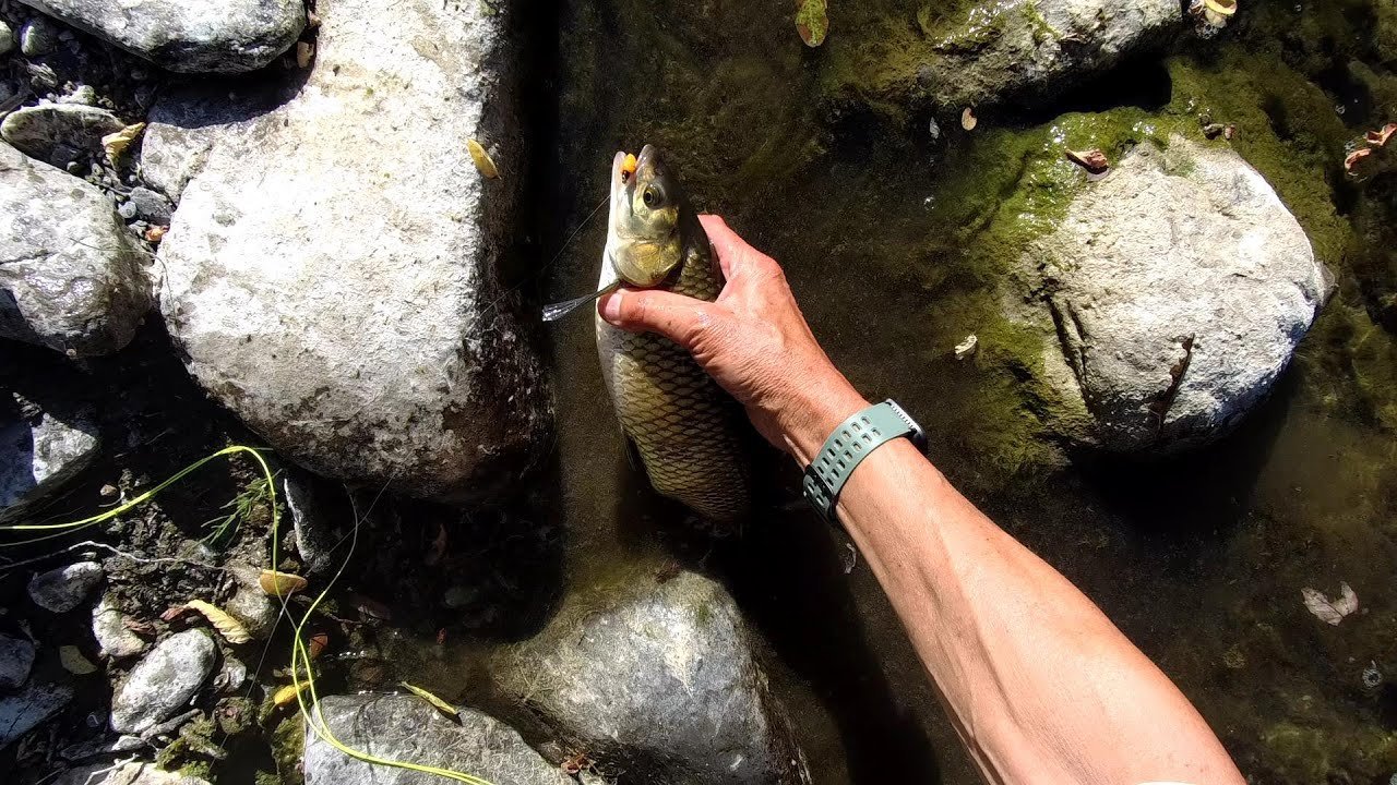 Cavedani e mop fly - torrente Lavagna - cavedani a mosca - Fly fishing videos - Subt. Ita -Eng.