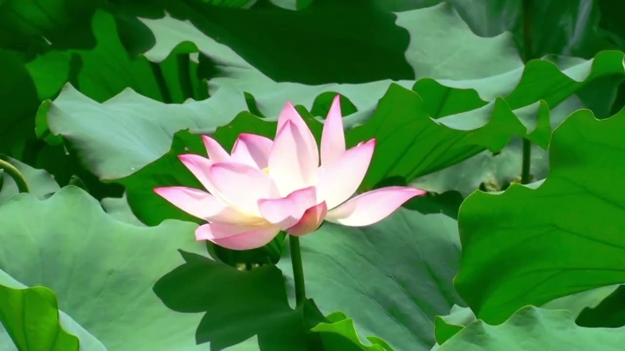 Doğanın Kalbinde Akarsu, Kuşlar ve &Ccedil;i&ccedil;eklerle Huzur - Nature Relaxation with Stream, Birds & Flowers