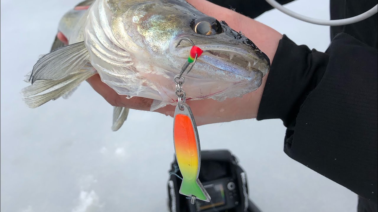 Kuhan pilkint&auml;&auml; kev&auml;&auml;ll&auml; - Kuhanpilkint&auml; - Pystypilkki - Jasu - Kaikuluotain - Kuha - Eumer Fishing