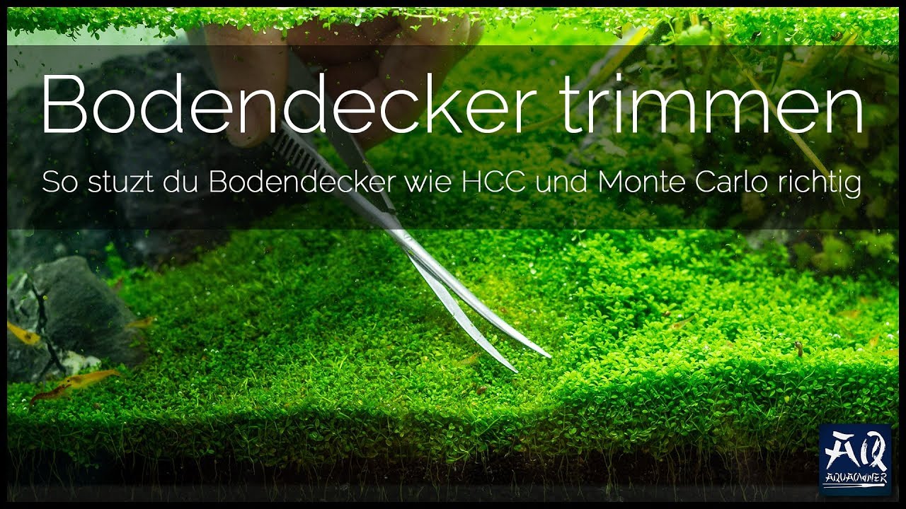 Bodendecker trimmen im Aquarium | AquaOwner
