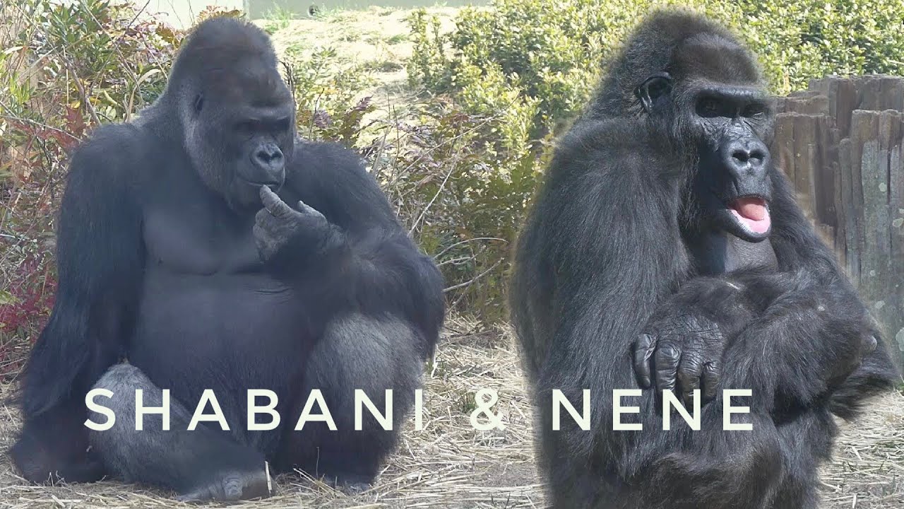 Oldest Female Gorilla Nene Is wary of Silverback Gorilla | Shabani | Higashiyama Zoo