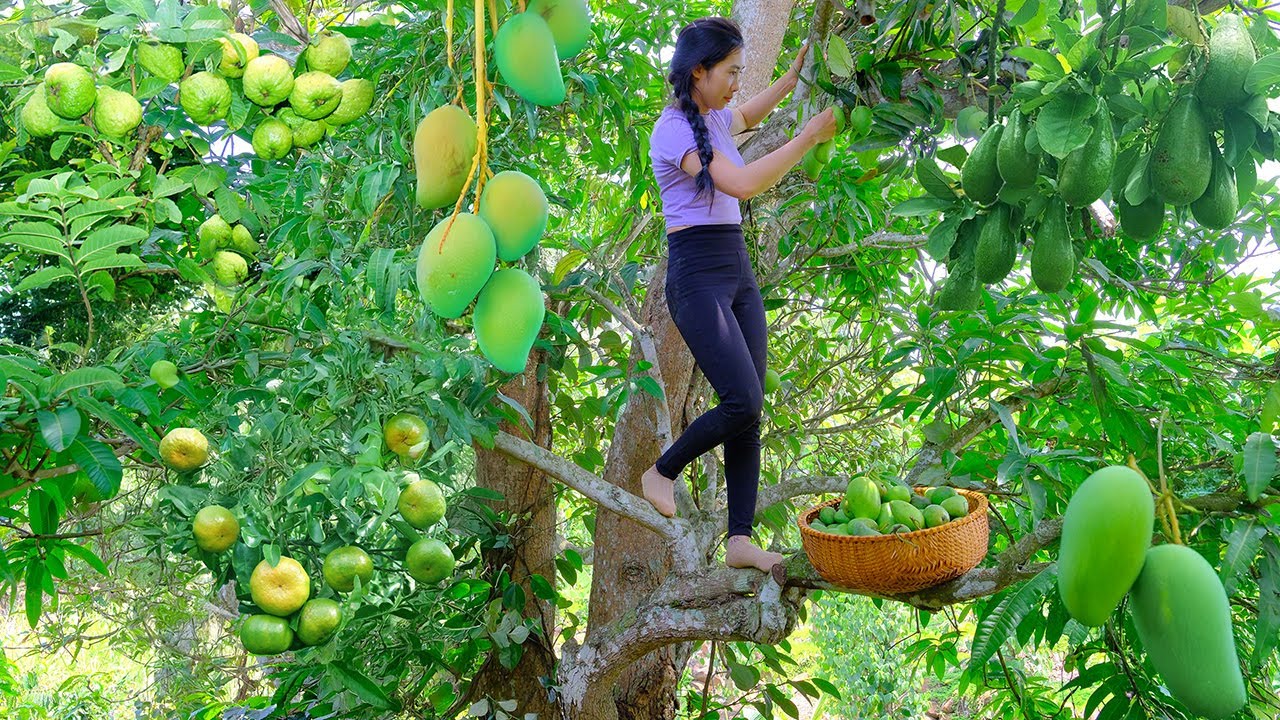 Harvest Fruits: Wild Mangoes, Avocados, Guavas, Oranges To Sell At The Market, Gardening, Farming