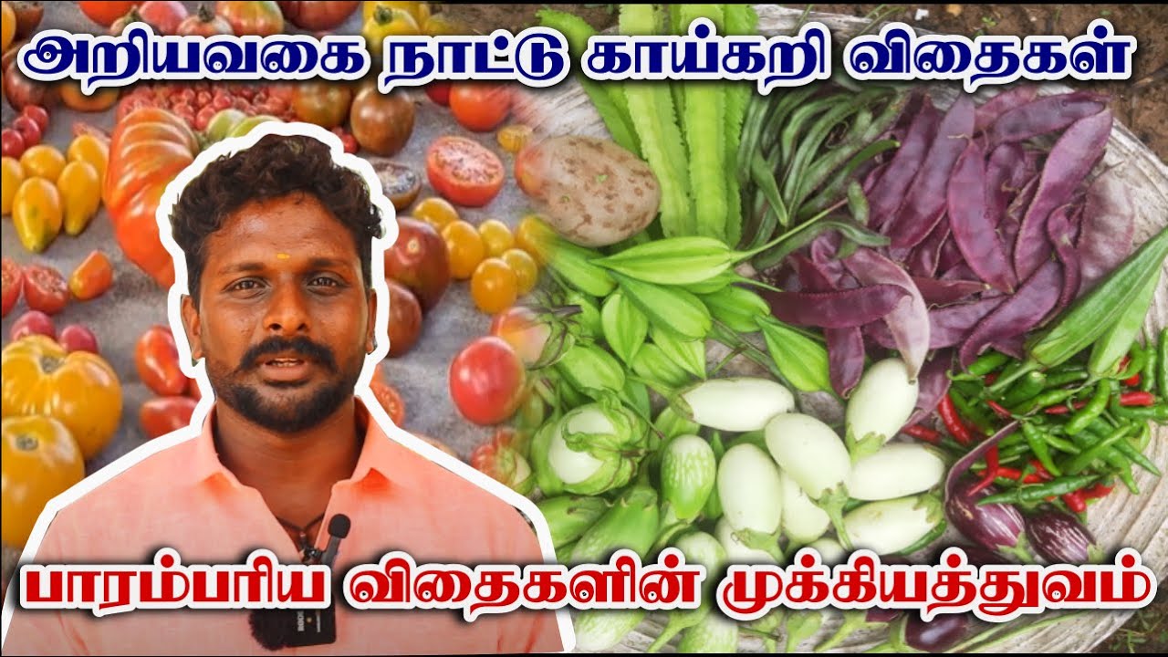 அறியவகை நாட்டு காய்கறி விதைகள்  | பாரம்பரிய விதைகளின் முக்கியத்துவம் | Rare Vegetables Seeds