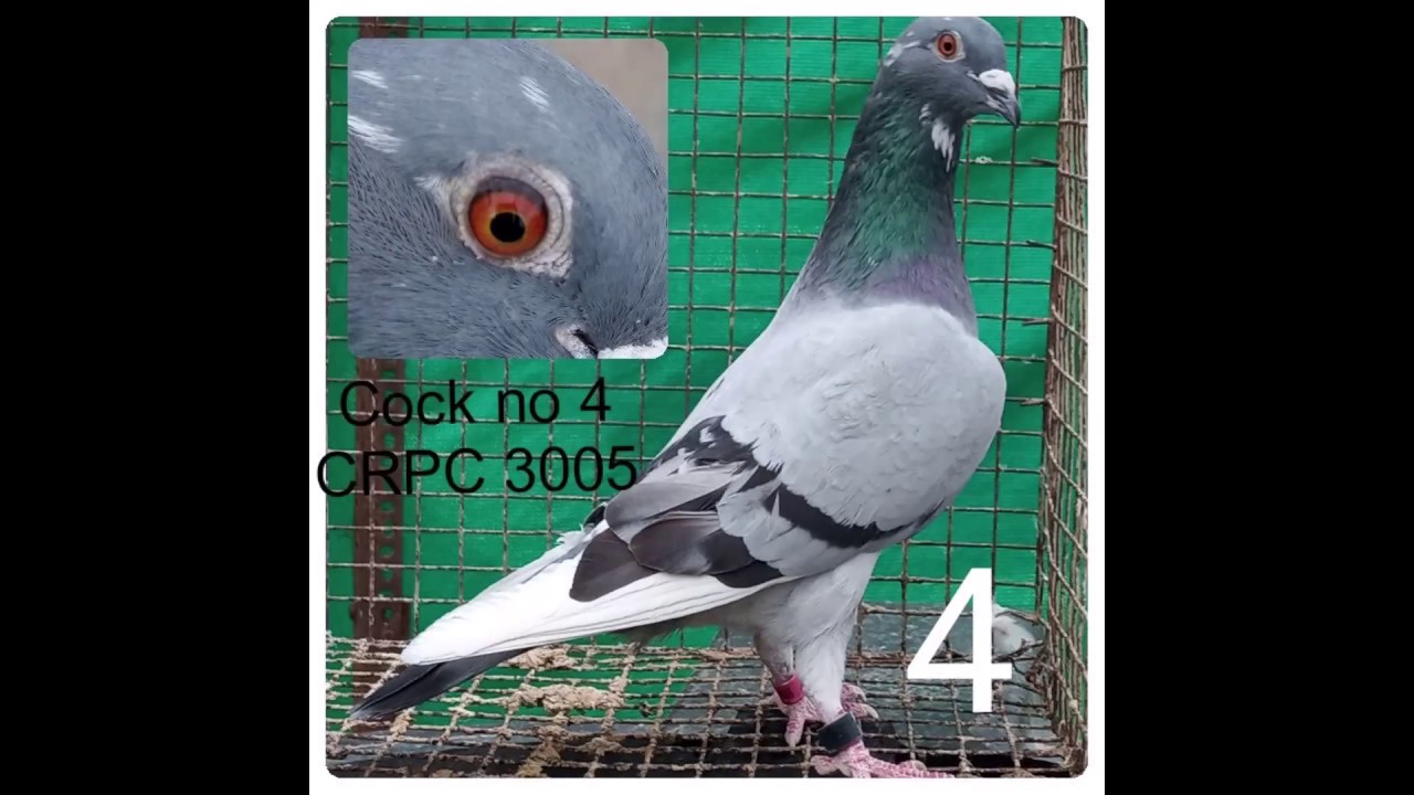 Hyderabadi Homer Collection | Racing homer Pigeon | LONG & MIDDLE DISTANCE