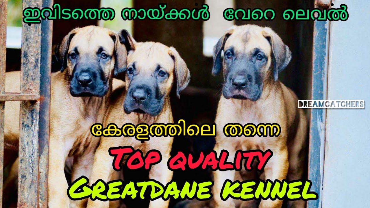 Top quality GREATDANE Kennel  in Kerala || Posh Dane || Greatdane||🐕Ep#13