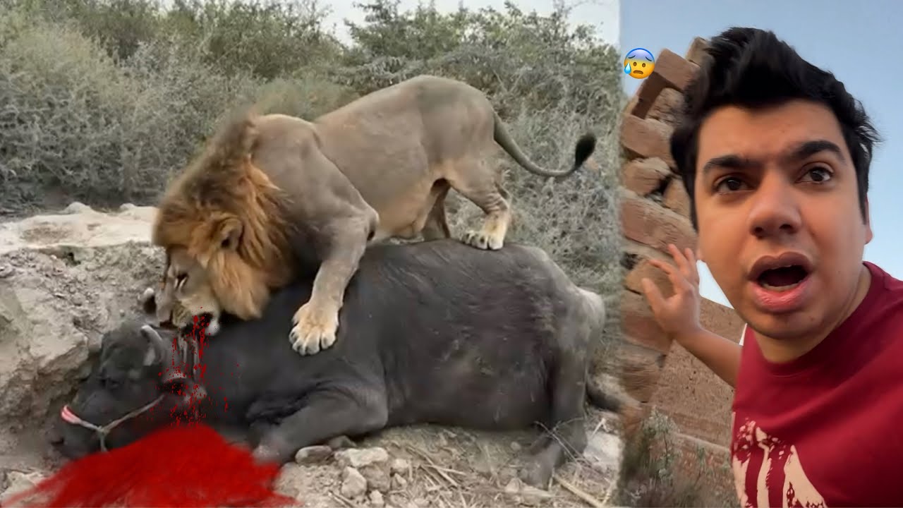 Big lion Ny Cow Ko Mar Dala 😰 