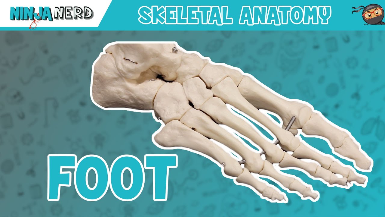Foot Anatomy | Bones of the Foot