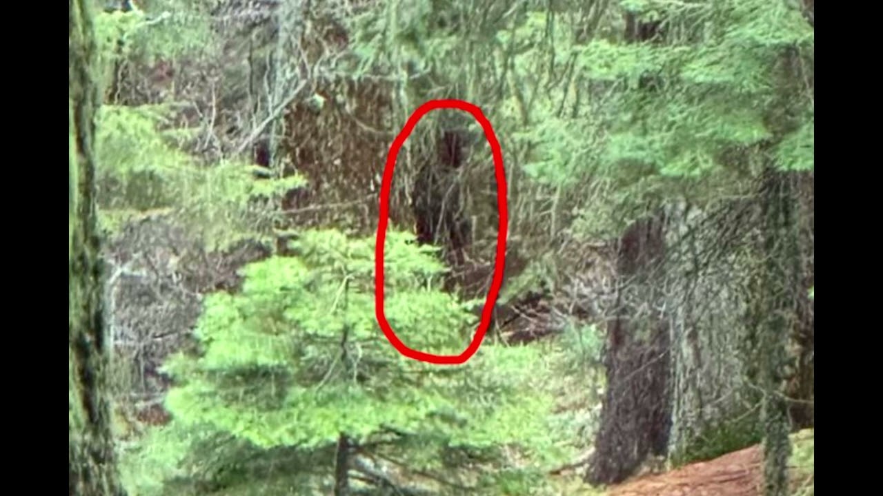 Hoopa Sounds after Bigfoot Subject Caught on Camera