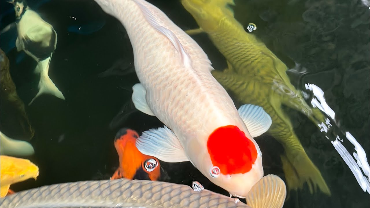 Đập hộp c&aacute; Koi Nhật Tancho size 90cm gi&aacute; 180tr