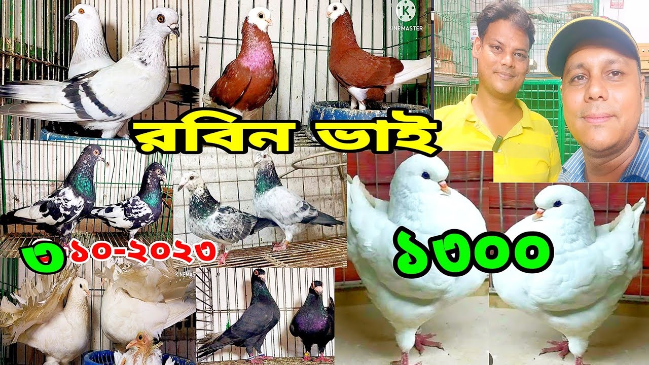 রবিন ভাইয়ের মানে ভালো দামে কম কিং কবুতর লক্ষা কলদোম হাই ফ্লাইং ব্রাহমান মুরগির বাচ্চা টার্ক কিনুন