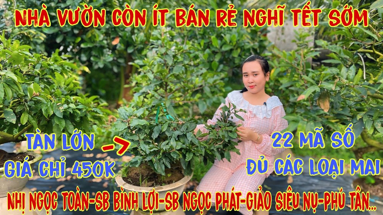 20-1☎️0706938527 Quế Anh ☎️🌳Mai Vàng Chơi Tết Giá Rẻ🌳giảo phú tân-siêu bông ngọc phát-sbsg-sbbl🌳