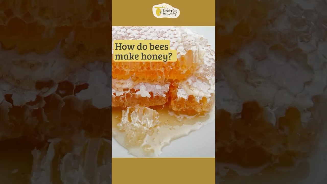 HOW DO BEES MAKE HONEY? #bees #honey #naturalbeekeeping #savethebees