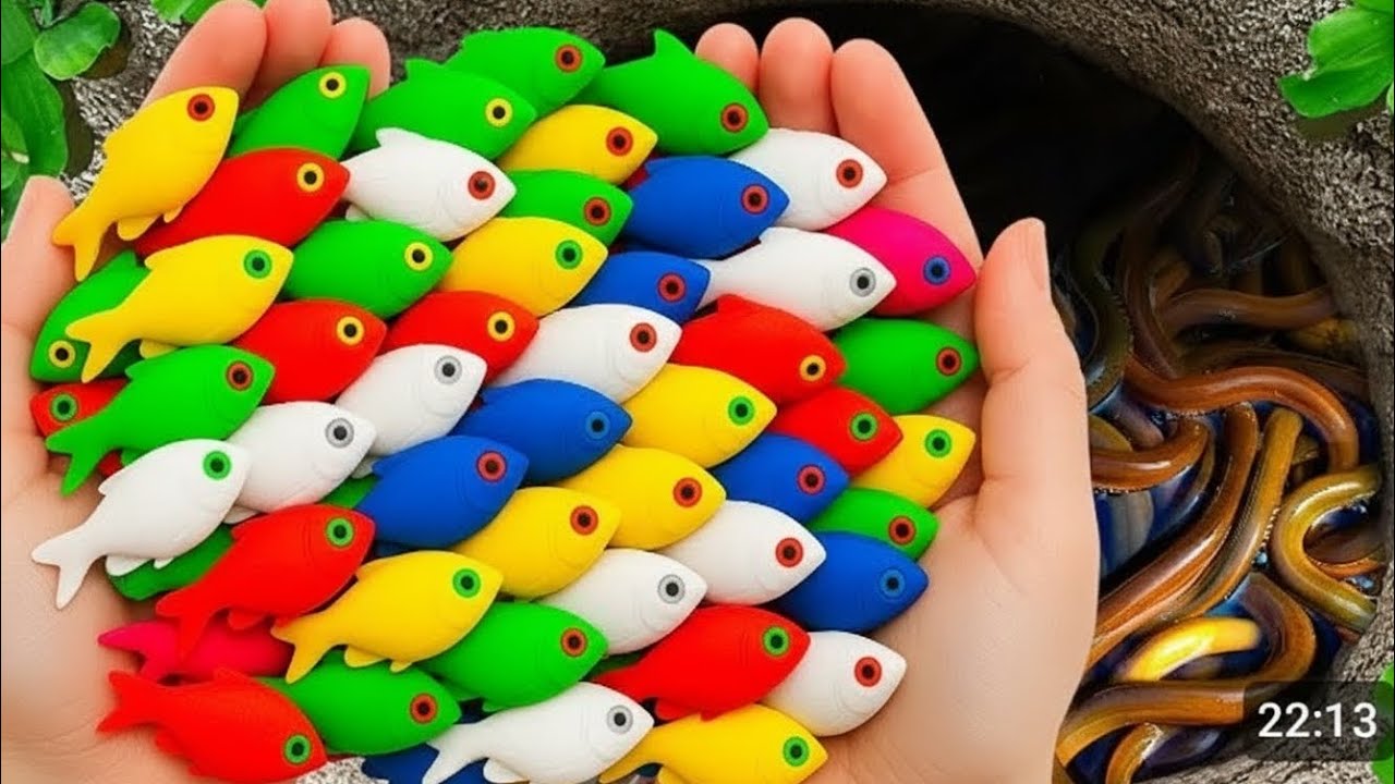 Catch Fish 🐠 6Colors Beautiful fish in Aquarium Happy 